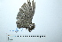  ( - MUSM-Orn-34214)  @11 [ ] CreativeCommons - Attribution Non-Commercial Share-Alike (2017) Unspecified Universidad Nacional Mayor de San Marcos, Museo de Historia Natural