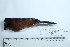  (Ramphocelus melanogaster - MUSM-Orn-34215)  @11 [ ] CreativeCommons - Attribution Non-Commercial Share-Alike (2017) Unspecified Universidad Nacional Mayor de San Marcos, Museo de Historia Natural