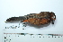  ( - MUSM-Orn-34218)  @11 [ ] CreativeCommons - Attribution Non-Commercial Share-Alike (2017) Unspecified Universidad Nacional Mayor de San Marcos, Museo de Historia Natural