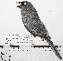  (Xenospingus - MUSM-Orn-34773)  @11 [ ] CreativeCommons - Attribution Non-Commercial Share-Alike (2017) Unspecified Universidad Nacional Mayor de San Marcos, Museo de Historia Natural