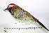  (Colaptes atricollis - MUSM-Orn-34782)  @11 [ ] CreativeCommons - Attribution Non-Commercial Share-Alike (2017) Unspecified Universidad Nacional Mayor de San Marcos, Museo de Historia Natural