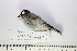  (Serpophaga cinerea - MUSM-Orn-34785)  @11 [ ] CreativeCommons - Attribution Non-Commercial Share-Alike (2017) Unspecified Universidad Nacional Mayor de San Marcos, Museo de Historia Natural