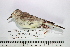  ( - MUSM-Orn-34786)  @11 [ ] CreativeCommons - Attribution Non-Commercial Share-Alike (2017) Unspecified Universidad Nacional Mayor de San Marcos, Museo de Historia Natural