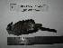  (Lanius vittatus - BRC-00003)  @11 [ ] CreativeCommons - Attribution Non-Commercial Share-Alike (2015) Safia Janjua Bioresource Centre