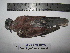  (Streptopelia tranquebarica - BRC-00014)  @11 [ ] CreativeCommons - Attribution Non-Commercial Share-Alike (2015) Safia Janjua Bioresource Centre