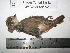  ( - BRC-00023)  @11 [ ] CreativeCommons - Attribution Non-Commercial Share-Alike (2015) Safia Janjua Bioresource Centre