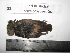  (Saxicola caprata - BRC-00033)  @11 [ ] CreativeCommons - Attribution Non-Commercial Share-Alike (2015) Safia Janjua Bioresource Centre