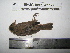 ( - BRC-00041)  @11 [ ] CreativeCommons - Attribution Non-Commercial Share-Alike (2015) Safia Janjua Bioresource Centre