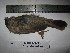  (Argya striata - BRC-00052)  @11 [ ] CreativeCommons - Attribution Non-Commercial Share-Alike (2015) Safia Janjua Bioresource Centre