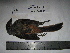  (Lanius schach - BRC-00070)  @11 [ ] CreativeCommons - Attribution Non-Commercial Share-Alike (2015) Safia Janjua Bioresource Centre