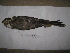  ( - BRC-00089)  @11 [ ] CreativeCommons - Attribution Non-Commercial Share-Alike (2015) Safia Janjua Bioresource Centre