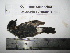  (Saxicola torquatus - BRC-00095)  @11 [ ] CreativeCommons - Attribution Non-Commercial Share-Alike (2015) Safia Janjua Bioresource Centre