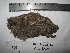  (Otus brucei - BRC-00106)  @11 [ ] CreativeCommons - Attribution Non-Commercial Share-Alike (2015) Safia Janjua Bioresource Centre