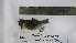  (Phylloscopus affinis - BRC-00129)  @11 [ ] CreativeCommons - Attribution Non-Commercial Share-Alike (2015) Safia Janjua Bioresource Centre