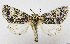  ( - AV-0015-Noct.)  @14 [ ] No Rights Reserved (2011) A.V. Volynkin Unspecified