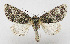  ( - AV-0020-Noct.)  @14 [ ] No Rights Reserved (2011) A.V. Volynkin Unspecified