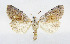  (Xestia aschworthii - AV-0030-Noct.)  @11 [ ] No Rights Reserved (2011) A.V. Volynkin Unspecified