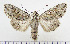  ( - AV-0034-Noct.)  @13 [ ] No Rights Reserved (2011) A.V. Volynkin Unspecified
