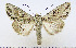  ( - AV-0035-Noct.)  @13 [ ] No Rights Reserved (2011) A.V. Volynkin Unspecified