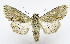  ( - AV-0038-Noct.)  @13 [ ] No Rights Reserved (2011) A.V. Volynkin Unspecified