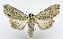  ( - AV-0039-Noct.)  @13 [ ] No Rights Reserved (2011) A.V. Volynkin Unspecified