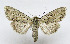  ( - AV-0040-Noct.)  @13 [ ] No Rights Reserved (2011) A.V. Volynkin Unspecified