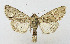  ( - AV-0041-Noct.)  @13 [ ] No Rights Reserved (2011) A.V. Volynkin Unspecified