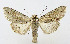 ( - AV-0042-Noct.)  @13 [ ] No Rights Reserved (2011) A.V. Volynkin Unspecified