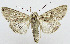  ( - AV-0043-Noct.)  @13 [ ] No Rights Reserved (2011) A.V. Volynkin Unspecified