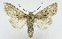 ( - AV-0048-Noct.)  @14 [ ] No Rights Reserved (2011) A.V. Volynkin Unspecified