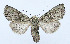  ( - AV-0049-Noct.)  @14 [ ] No Rights Reserved (2011) A.V. Volynkin Unspecified