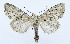  ( - AV-0053-Noct.)  @14 [ ] No Rights Reserved (2011) A.V. Volynkin Unspecified