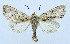  ( - AV-0056-Noct.)  @13 [ ] No Rights Reserved (2011) A.V. Volynkin Unspecified