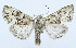  ( - AV-0058-Noct.)  @14 [ ] No Rights Reserved (2011) A.V. Volynkin Unspecified