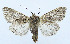  (Mniotype dubiosa - AV-0060-Noct.)  @14 [ ] No Rights Reserved (2011) A.V. Volynkin Unspecified