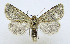  (Athaumasta pekarskyi - AV-0061-Noct.)  @11 [ ] No Rights Reserved (2011) A.V. Volynkin Unspecified