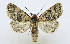  ( - AV-0062-Noct.)  @11 [ ] No Rights Reserved (2011) A.V. Volynkin Unspecified