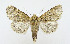  ( - AV-0064-Noct.)  @13 [ ] No Rights Reserved (2011) A.V. Volynkin Unspecified