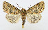  (Athaumasta splendida - AV-0065-Noct.)  @14 [ ] No Rights Reserved (2011) A.V. Volynkin Unspecified