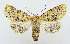  (Athaumasta - AV-0067-Noct.)  @14 [ ] No Rights Reserved (2011) A.V. Volynkin Unspecified