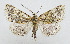  ( - AV-0068-Noct.)  @11 [ ] No Rights Reserved (2011) A.V. Volynkin Unspecified