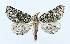  ( - AV-0071-Noct.)  @13 [ ] No Rights Reserved (2011) A.V. Volynkin Unspecified