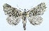  ( - AV-0072-Noct.)  @13 [ ] No Rights Reserved (2011) A.V. Volynkin Unspecified