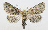  ( - AV-0073-Noct.)  @13 [ ] No Rights Reserved (2011) A.V. Volynkin Unspecified