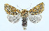  (Athaumasta sp - AV-0074-Noct.)  @13 [ ] No Rights Reserved (2011) A.V. Volynkin Unspecified