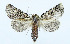  ( - AV-0075-Noct.)  @13 [ ] No Rights Reserved (2011) A.V. Volynkin Unspecified