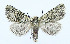 ( - AV-0076-Noct.)  @13 [ ] No Rights Reserved (2011) A.V. Volynkin Unspecified