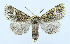  ( - AV-0077-Noct.)  @13 [ ] No Rights Reserved (2011) A.V. Volynkin Unspecified