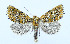  (Athaumasta expressa - AV-0078-Noct.)  @14 [ ] No Rights Reserved (2011) A.V. Volynkin Unspecified