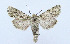  (Ctenoceratoda peregovitsi - AV-0080-Noct.)  @13 [ ] No Rights Reserved (2011) A.V. Volynkin Unspecified